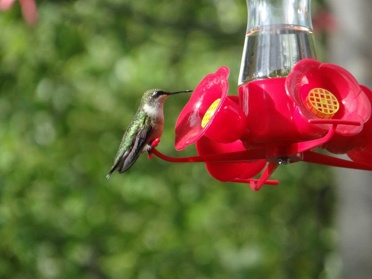 Ruby-throated Hummingbird - ML73168971