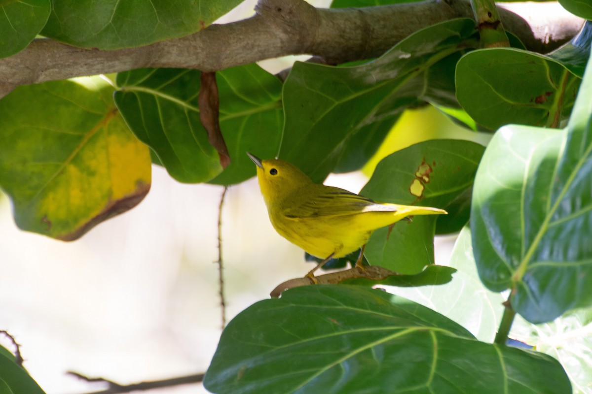 Yellow Warbler (Northern) - Francis Canto Jr