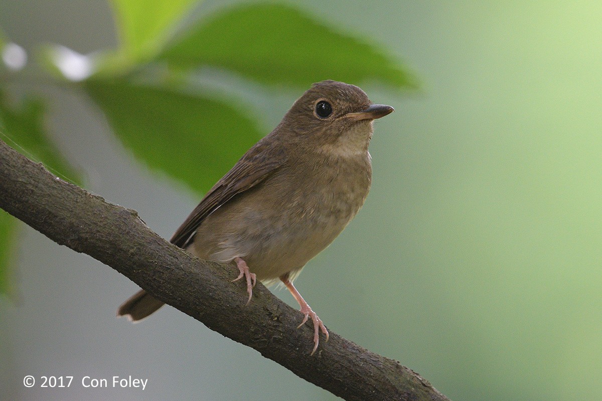 Brown-chested Jungle Flycatcher - ML73174521