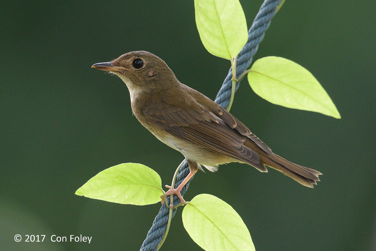 Brown-chested Jungle Flycatcher - ML73174531