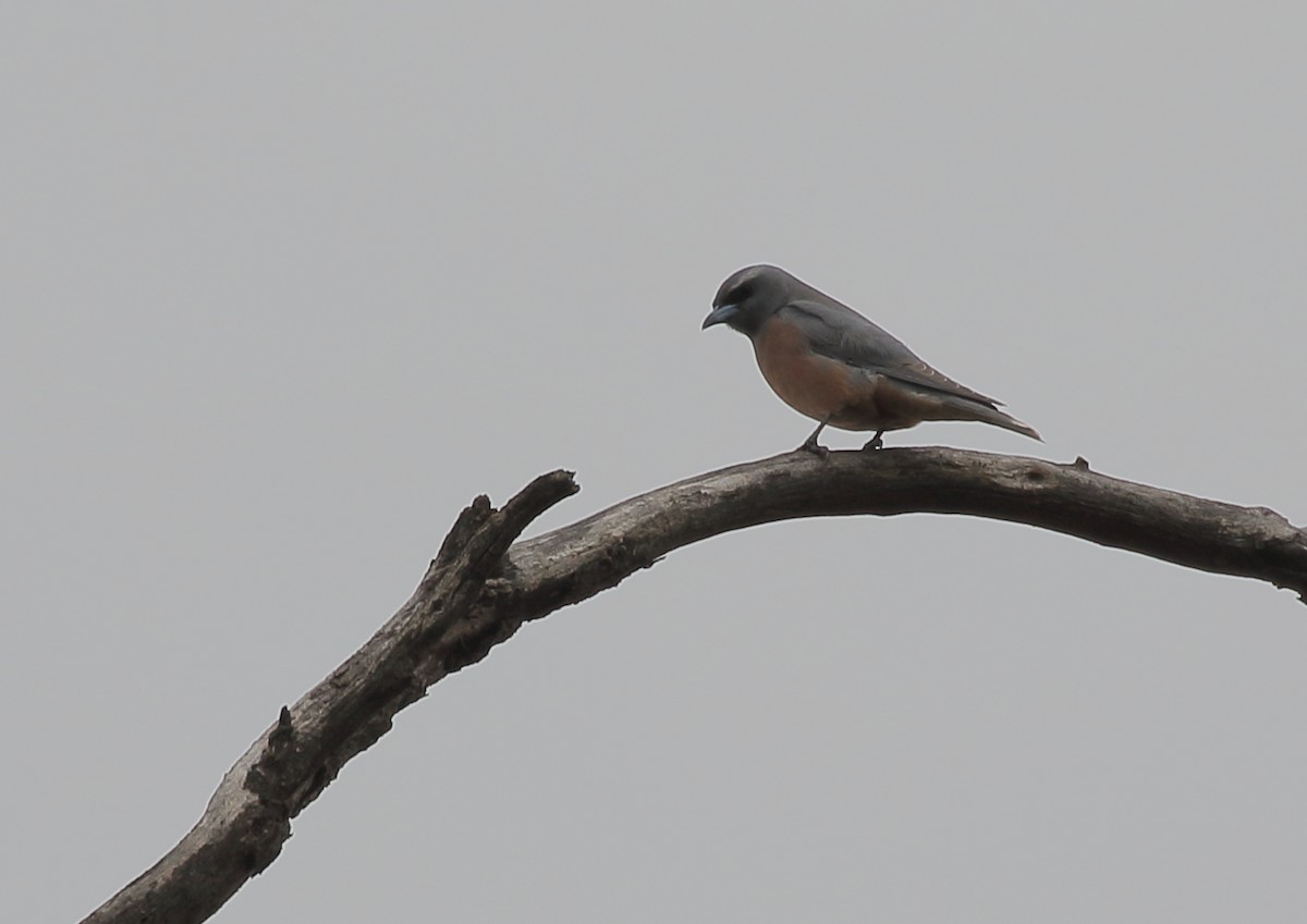 White-browed Woodswallow - ML73174951