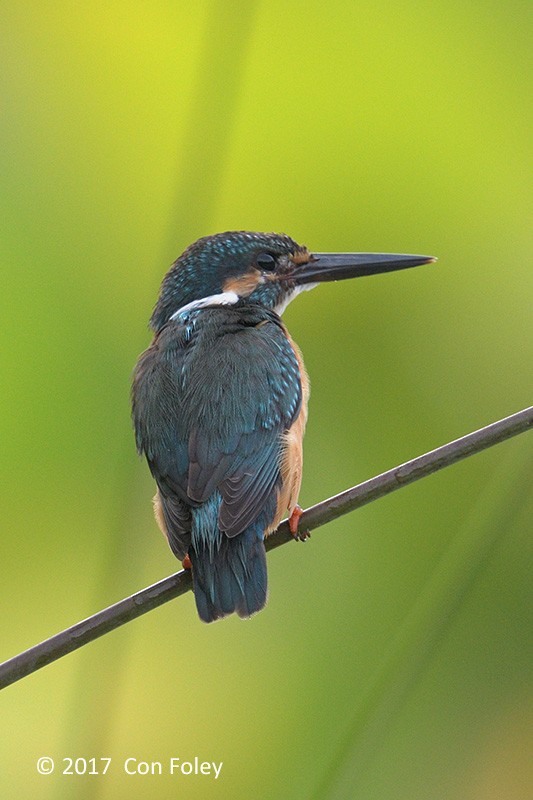 Common Kingfisher - Con Foley