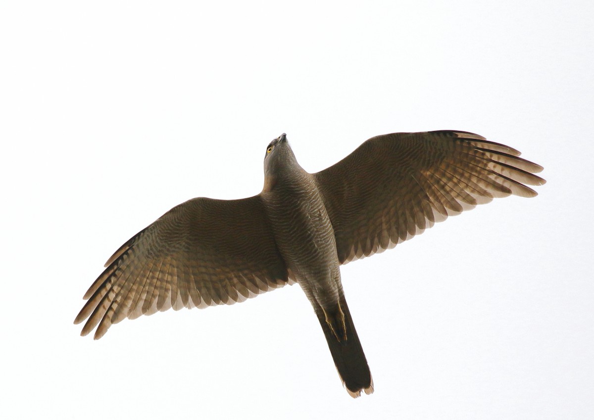 Collared Sparrowhawk - ML73175181
