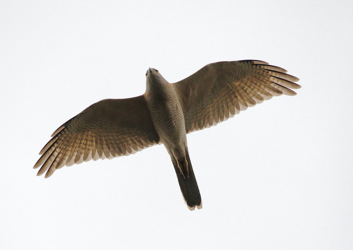 Collared Sparrowhawk - ML73175191
