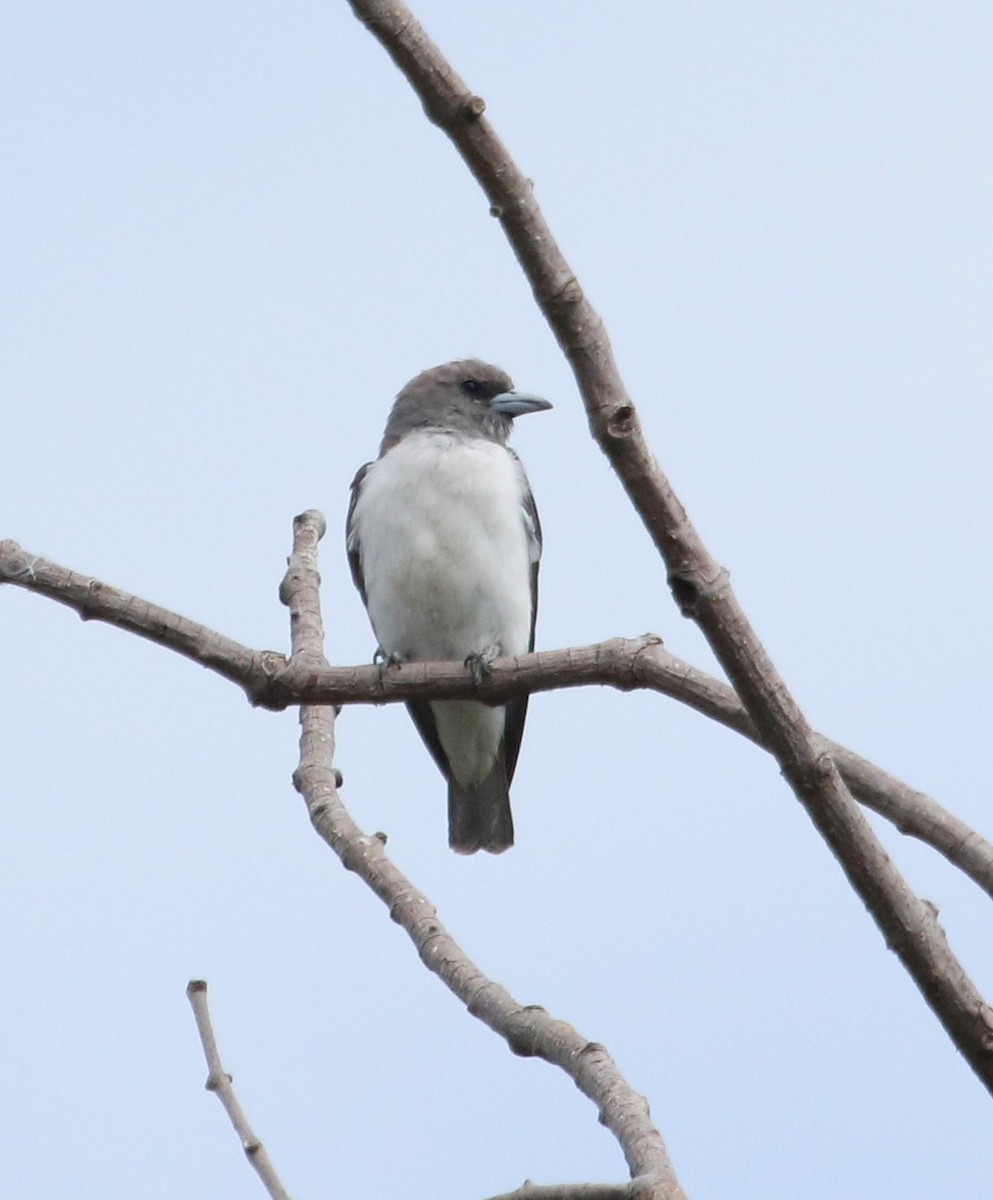 White-breasted Woodswallow - Siti Sutedjo