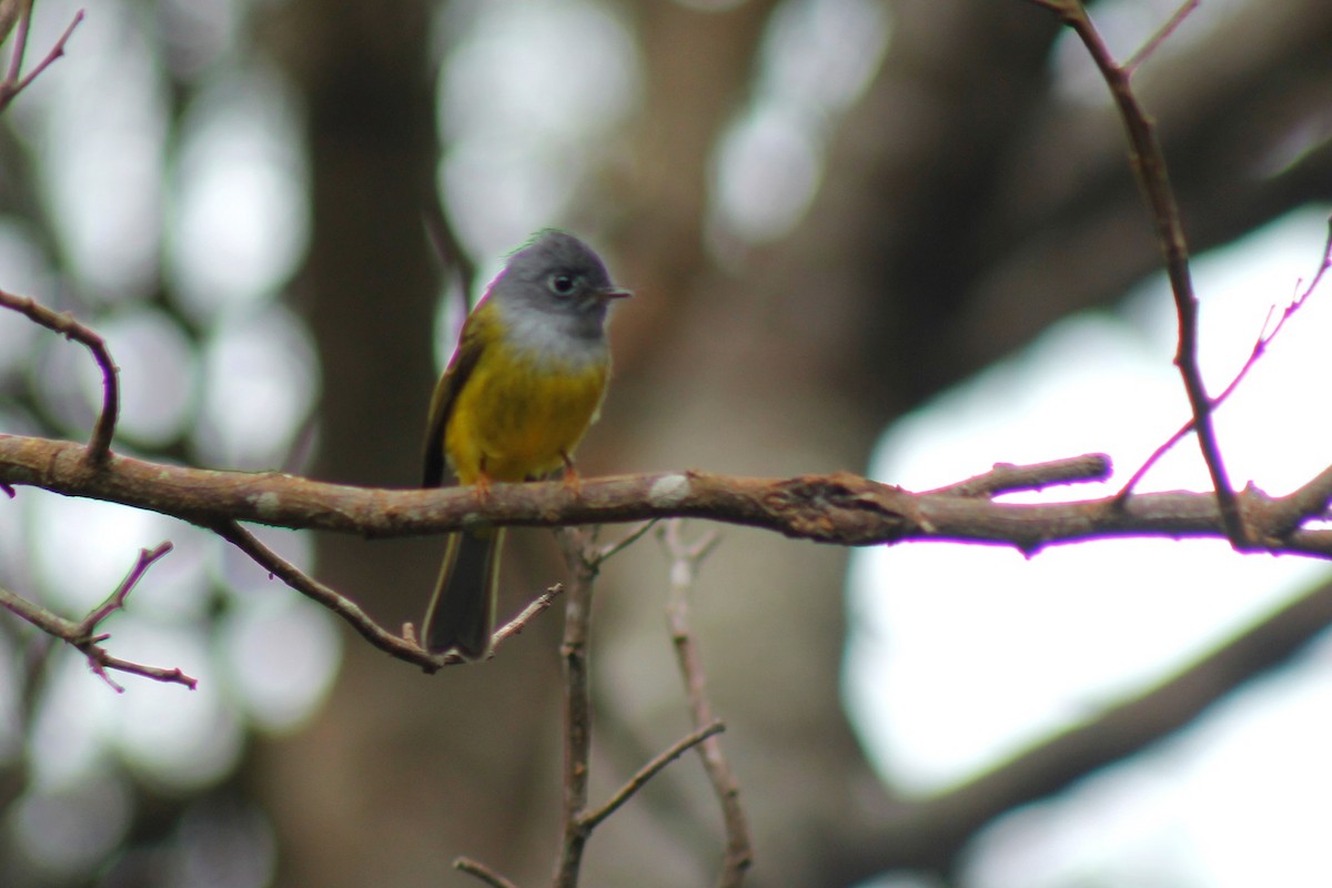 Gray-headed Canary-Flycatcher - ML73176011