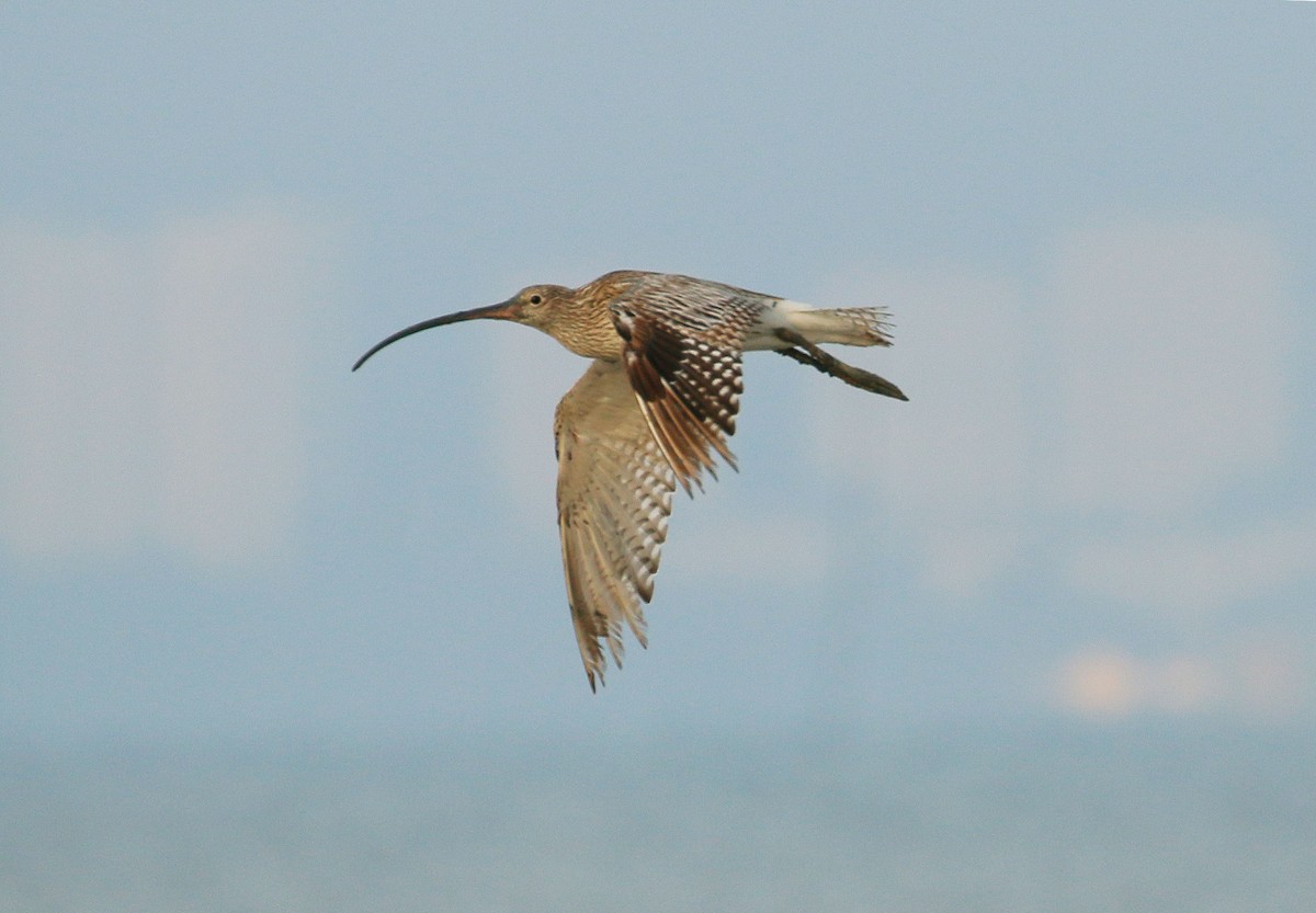 Eurasian Curlew - Neoh Hor Kee