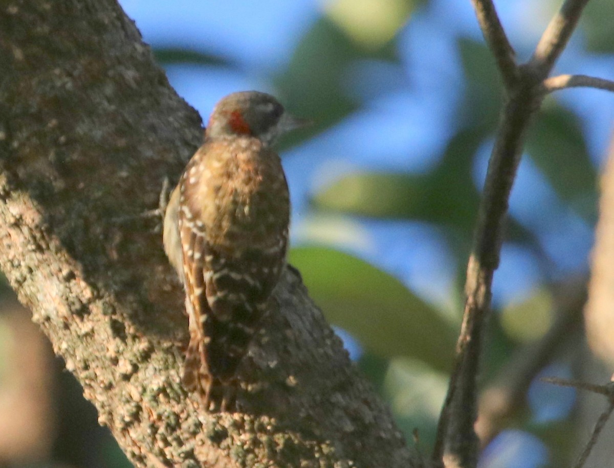 Sulawesi Pygmy Woodpecker - ML73179551