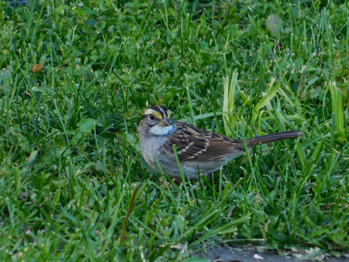 White-throated Sparrow - ML73181751