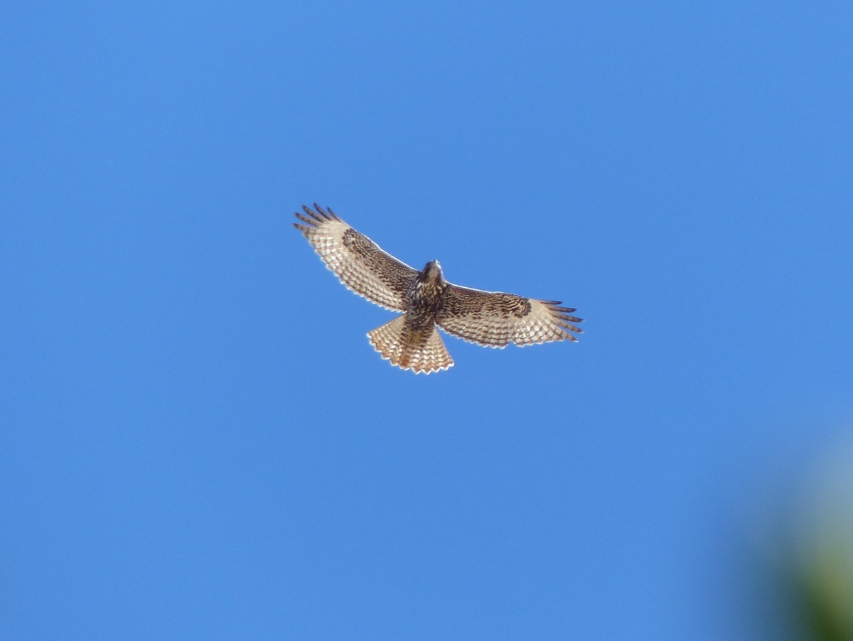 Red-tailed Hawk - ML73181971