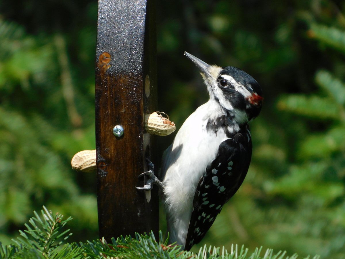 Hairy Woodpecker - ML73182511