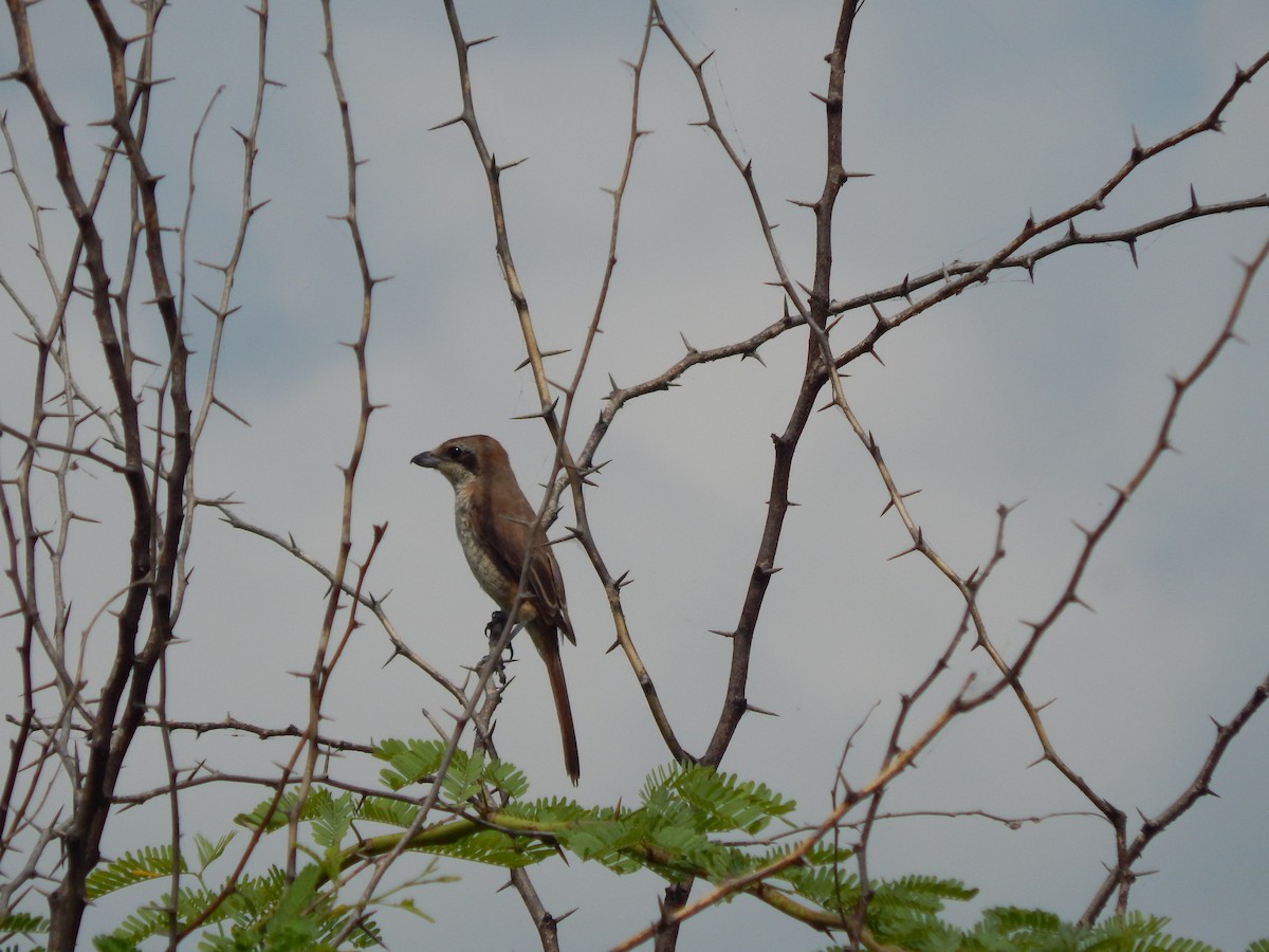Brown Shrike - Sivakumar Ramasamy