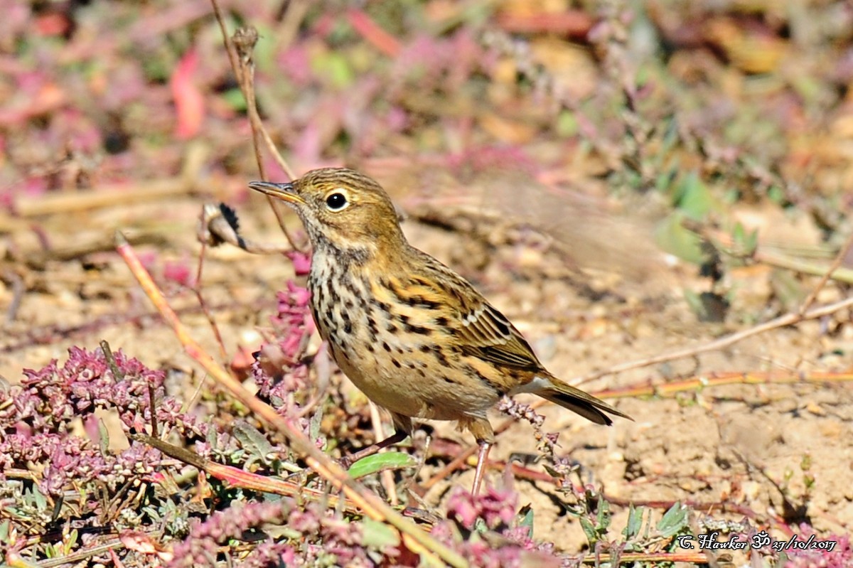 Meadow Pipit - ML73184351