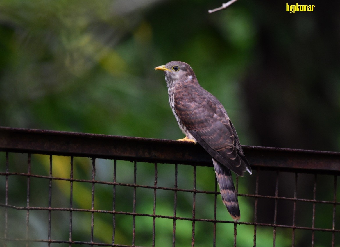 Common Hawk-Cuckoo - HG Prashanthakumar