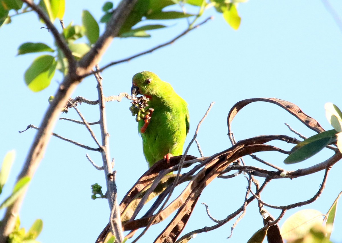 Sulawesi Hanging-Parrot - ML73185451