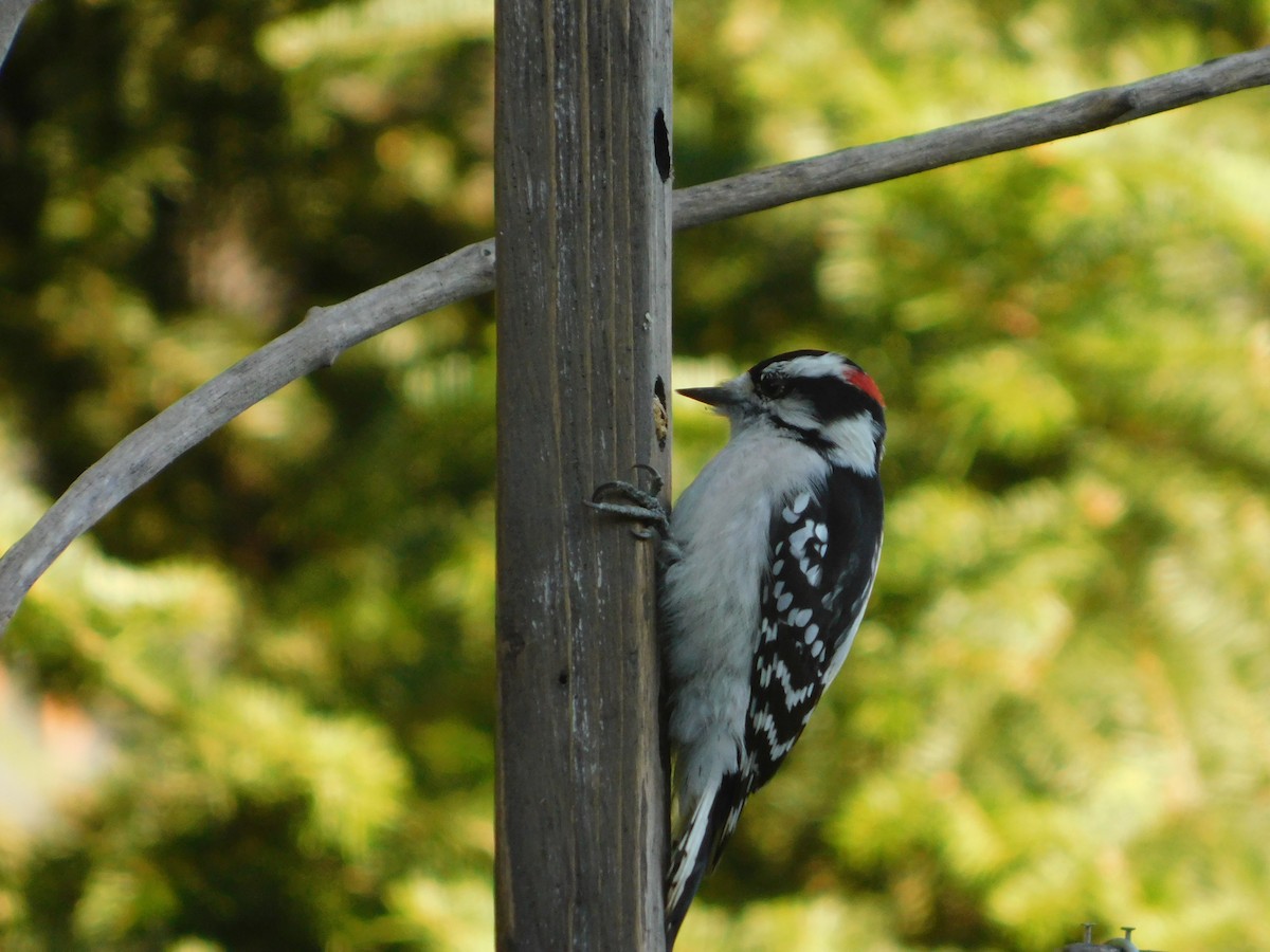Downy Woodpecker - ML73186011