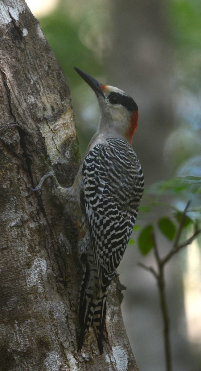 West Indian Woodpecker - ML73186291