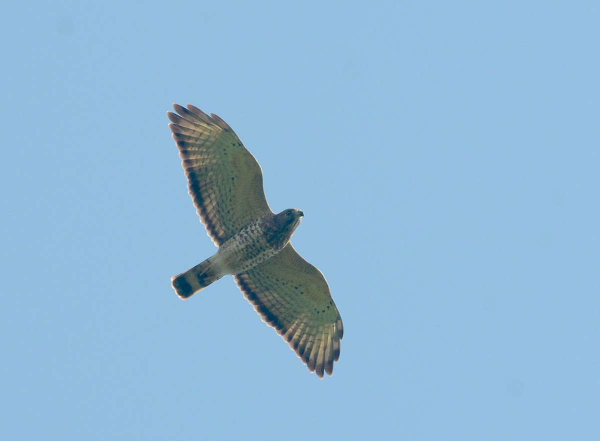 Broad-winged Hawk (Caribbean) - Nikolaj Mølgaard Thomsen