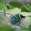 Green-headed Tanager - ML73188061
