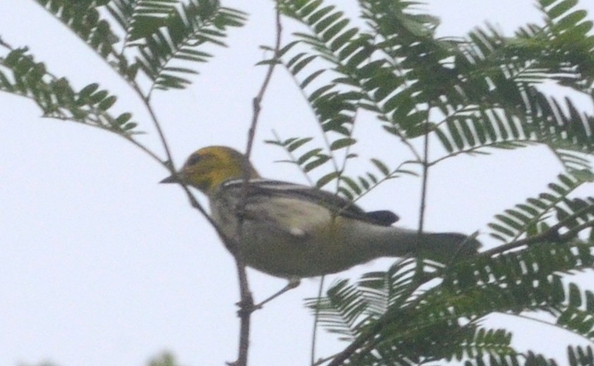 Black-throated Green Warbler - ML73189431