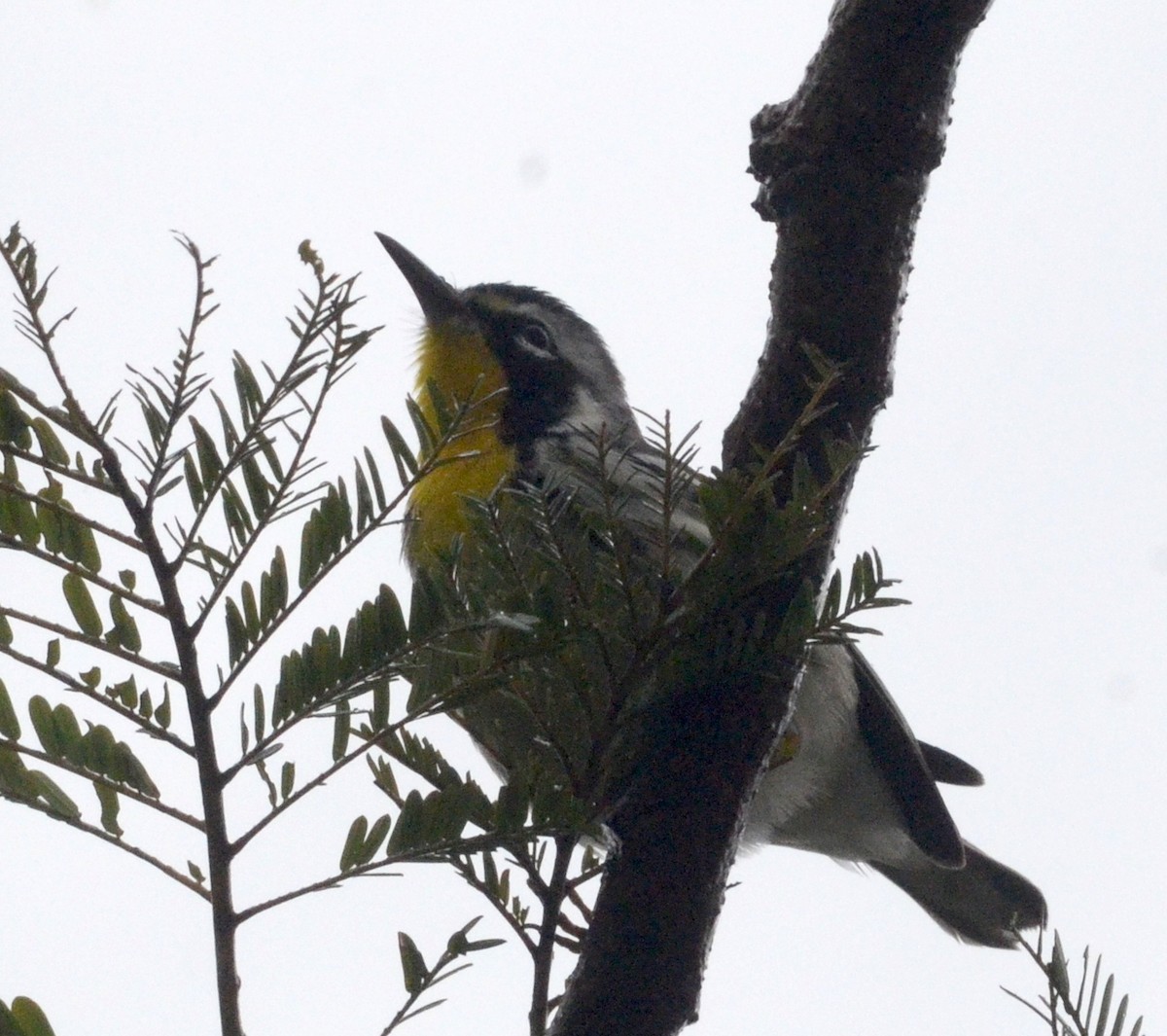 Yellow-throated Warbler (dominica/stoddardi) - ML73189481
