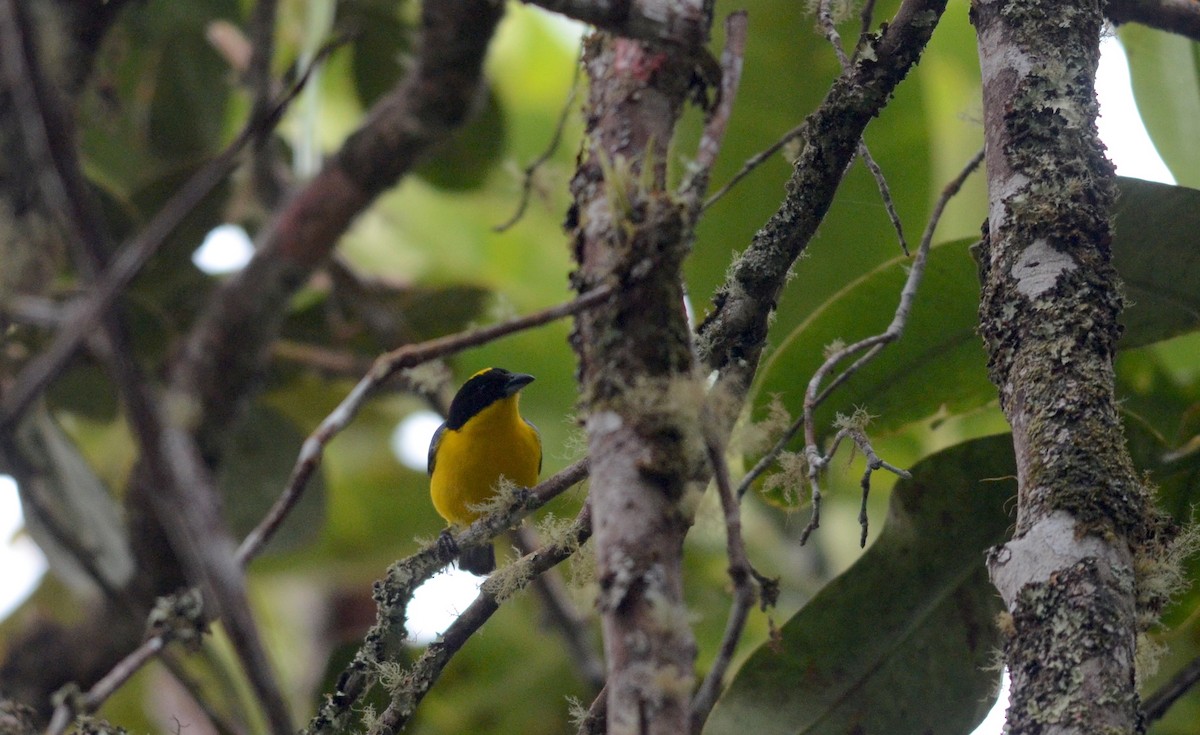 Blue-winged Mountain Tanager - ML73192311