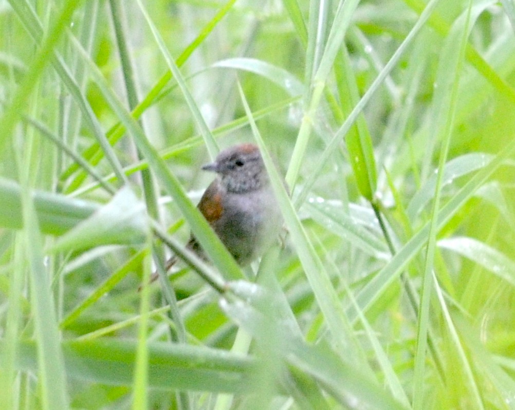 Pale-breasted Spinetail - ML73192381