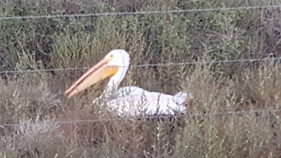American White Pelican - Brewster County