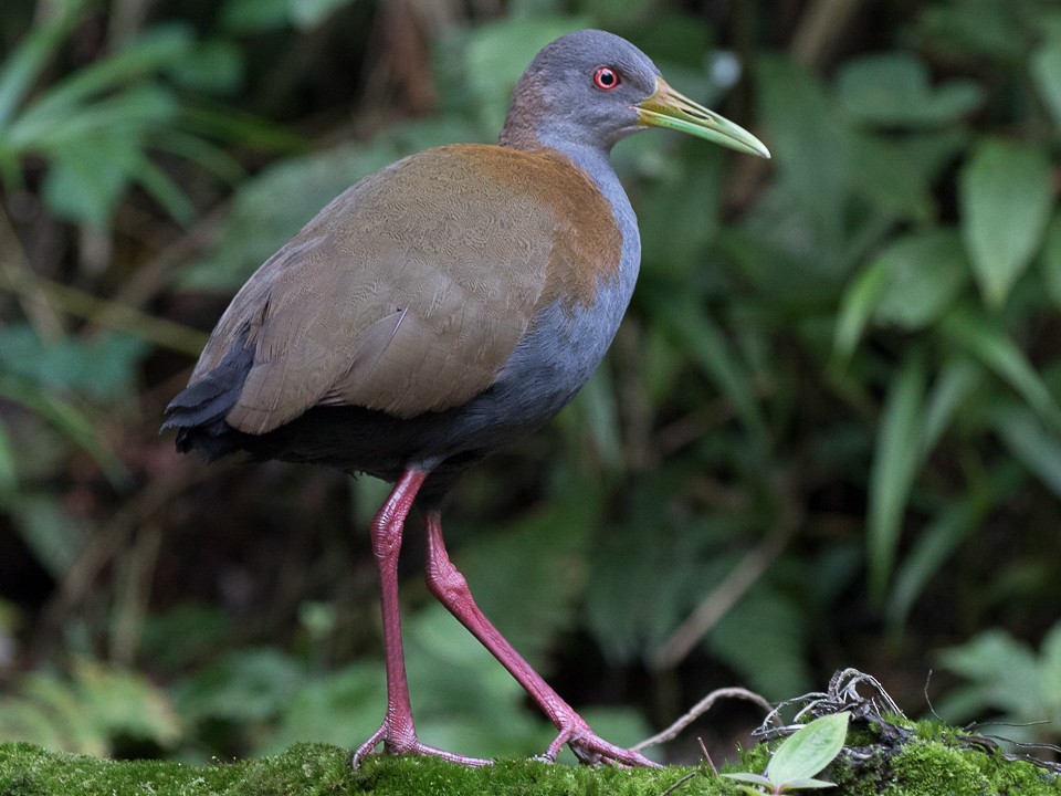 Râle saracura - eBird