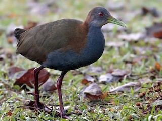 Južnobrazilski šumski petlovan - eBird