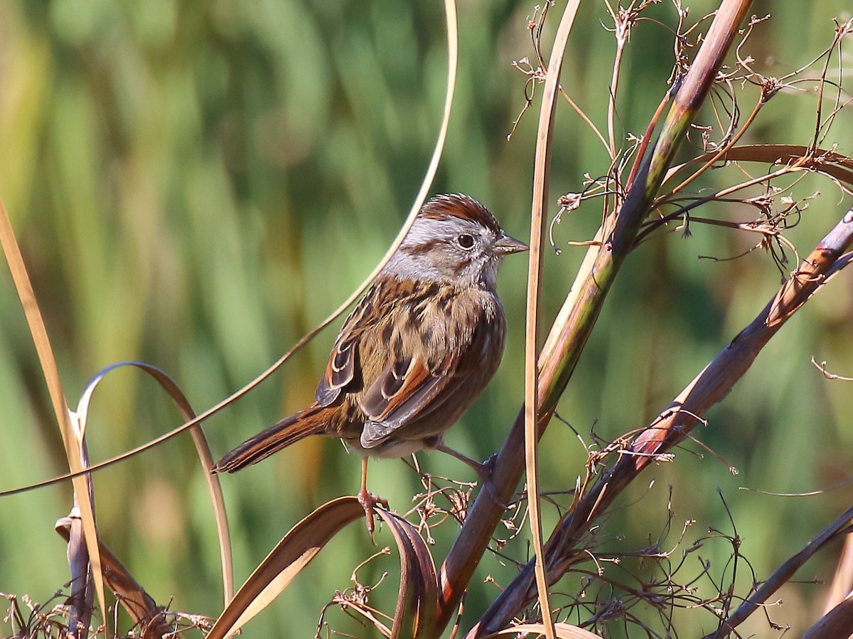 Swamp Sparrow - Doug Beach