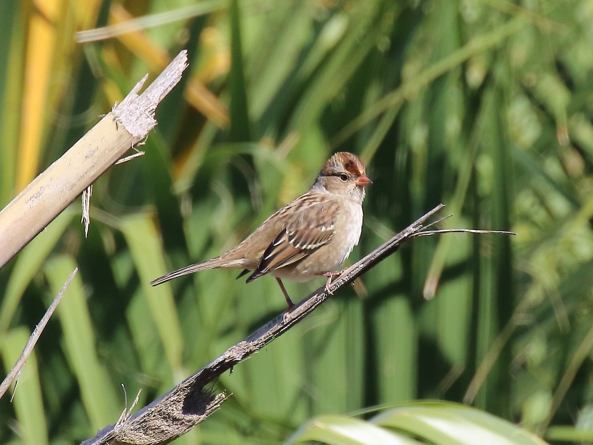 White-crowned Sparrow - Doug Beach