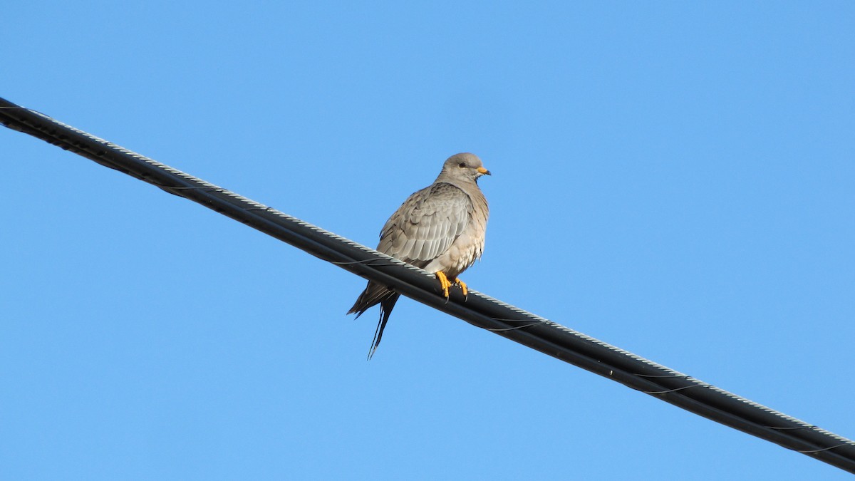 Band-tailed Pigeon - ML73206691