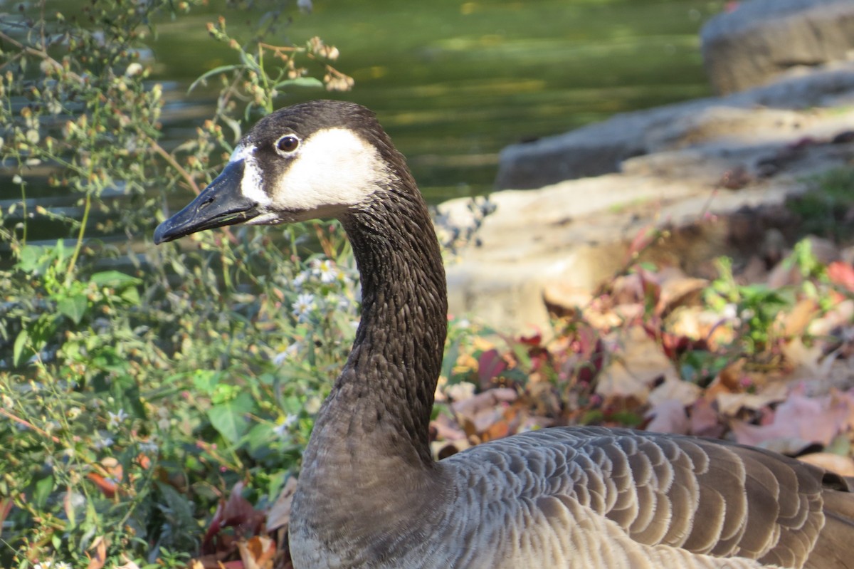 Domestic goose sp. x Canada Goose (hybrid) - Anonymous