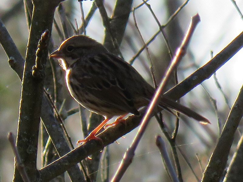 Vesper Sparrow - Tracy The Birder