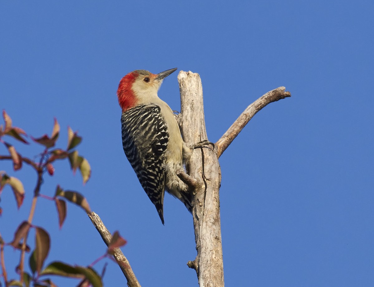 Red-bellied Woodpecker - Paul Arellano