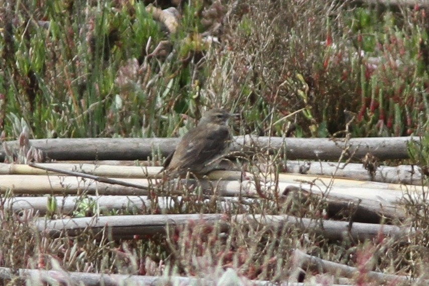 Water Pipit (Western) - ML73215151