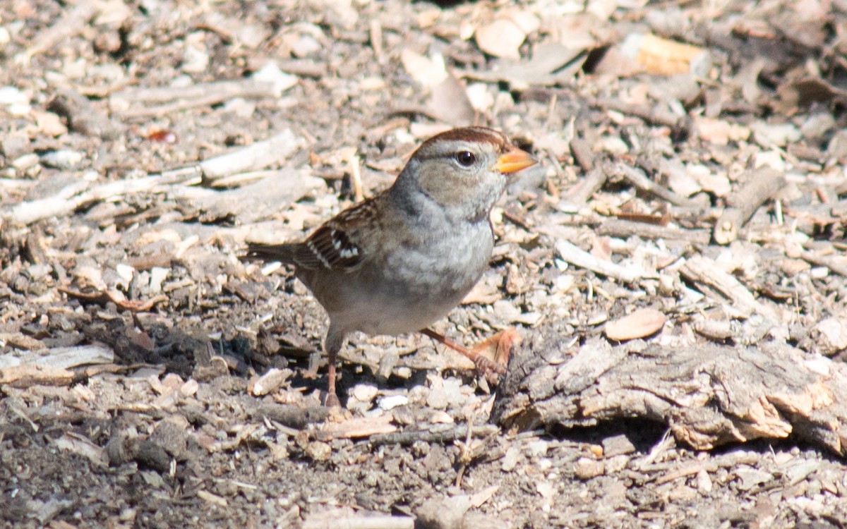 White-crowned Sparrow - ML73216211