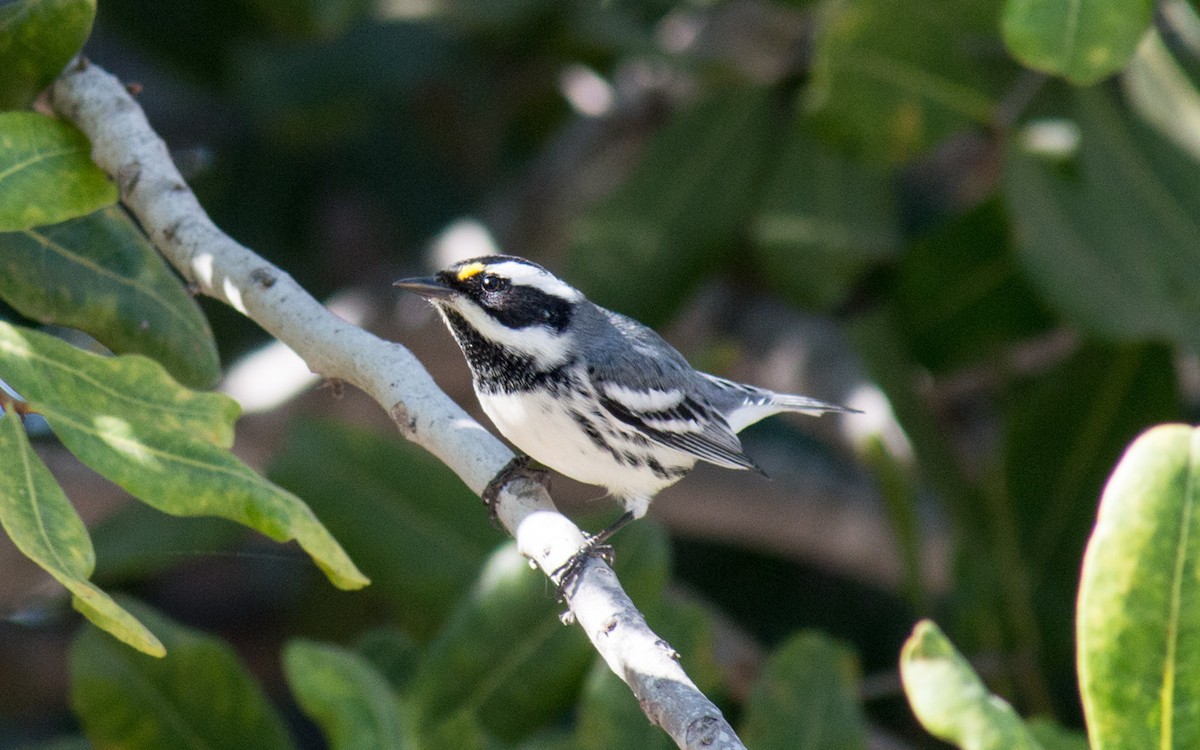 Black-throated Gray Warbler - ML73216291