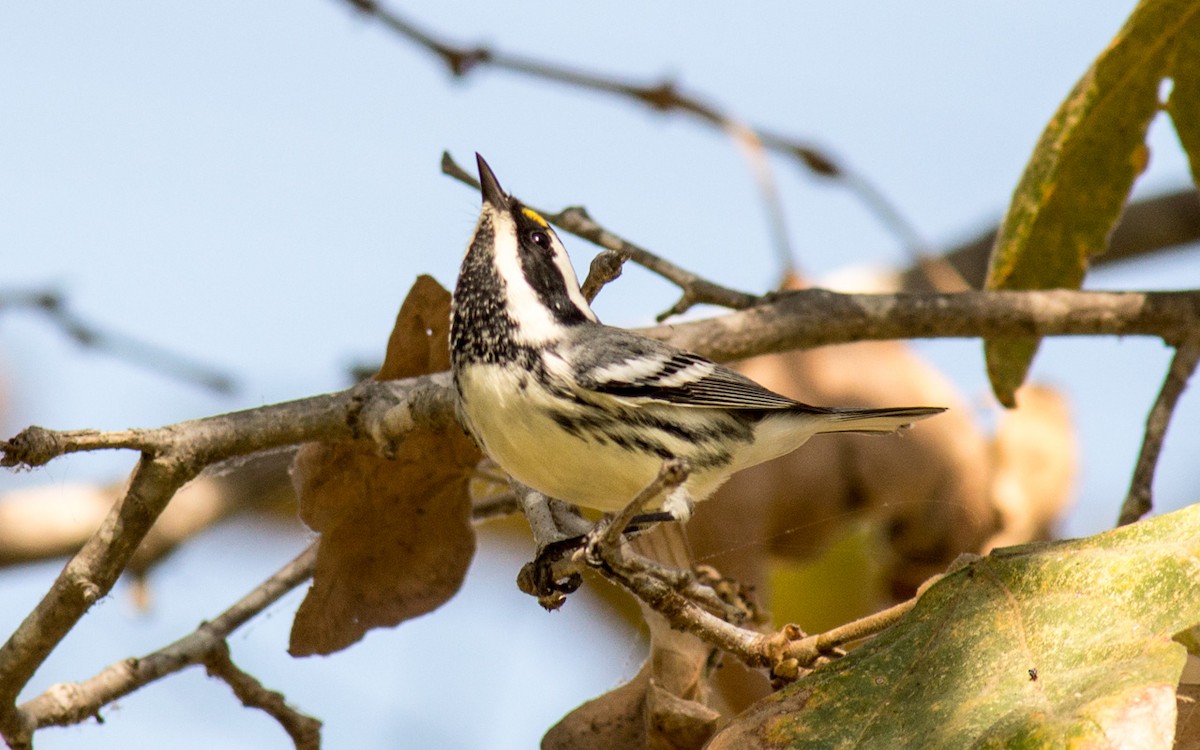 Black-throated Gray Warbler - ML73216311