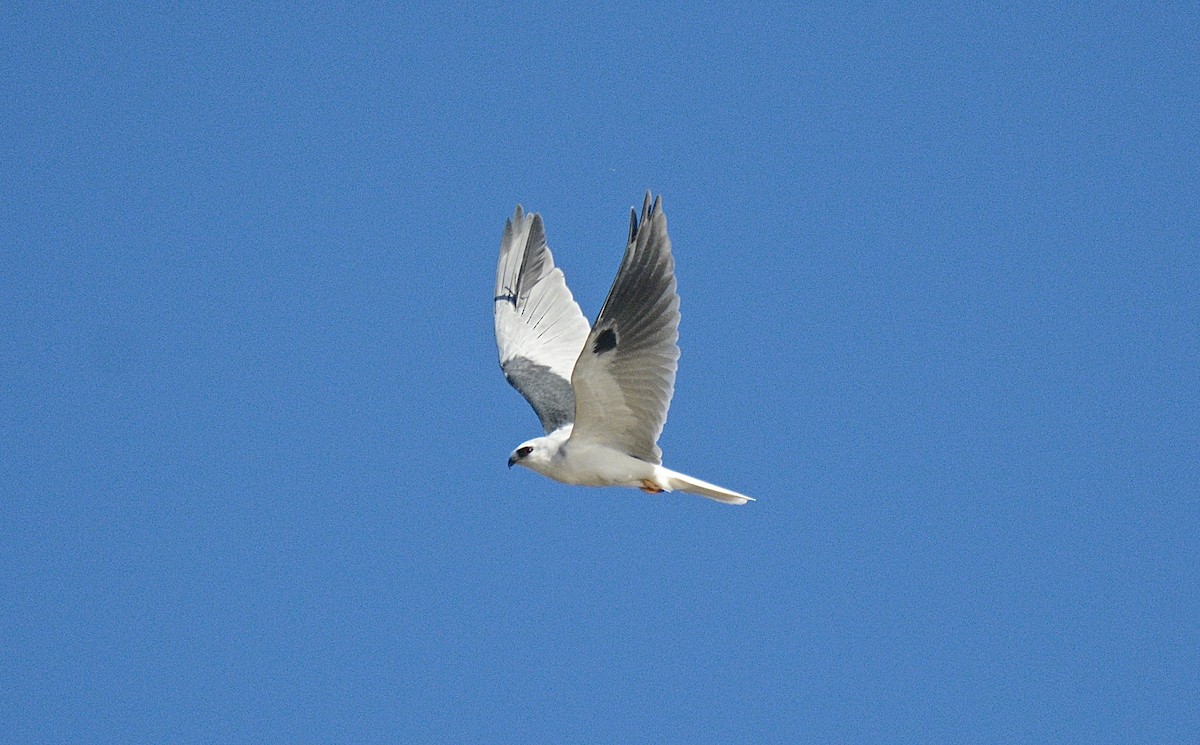 White-tailed Kite - Douglas Hall