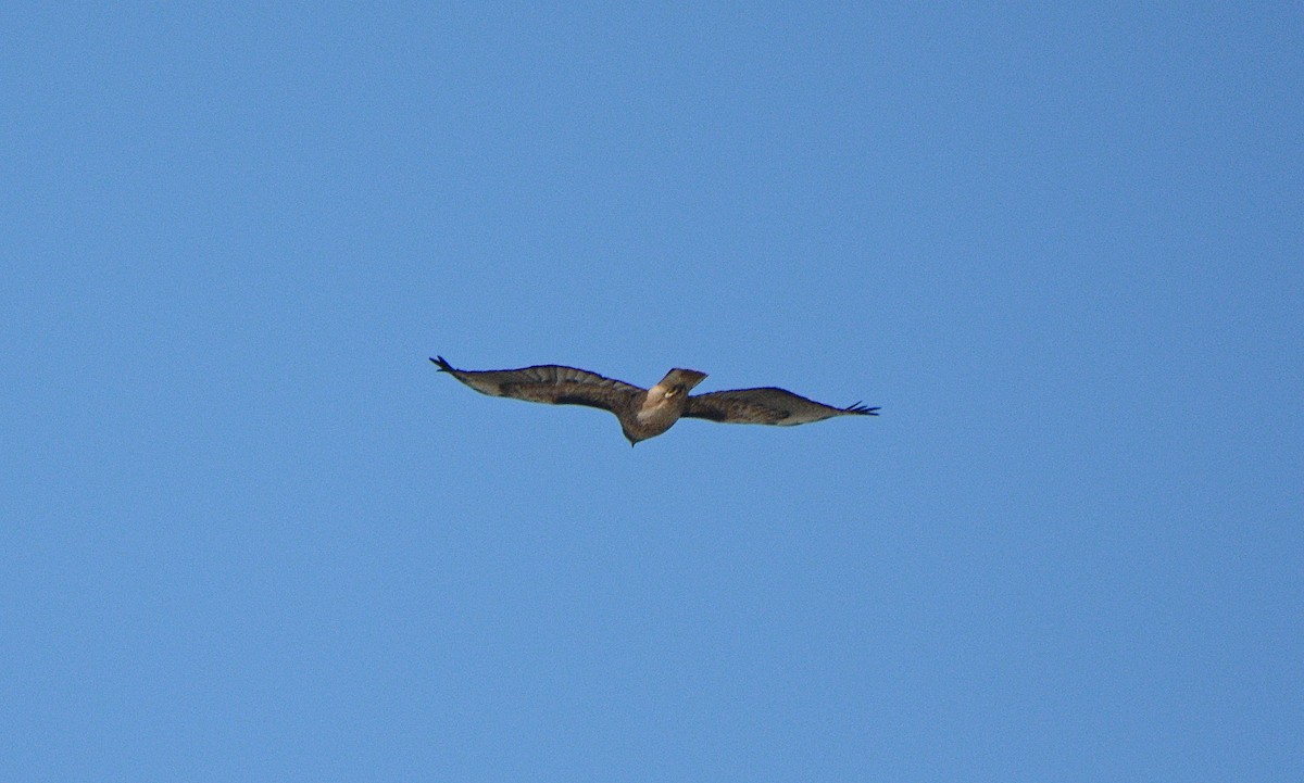Red-tailed Hawk - ML73217711