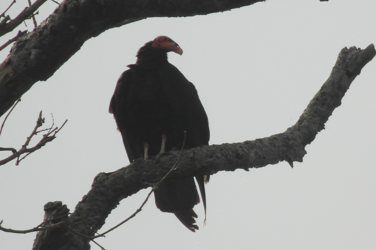 Lesser Yellow-headed Vulture - ML73219051
