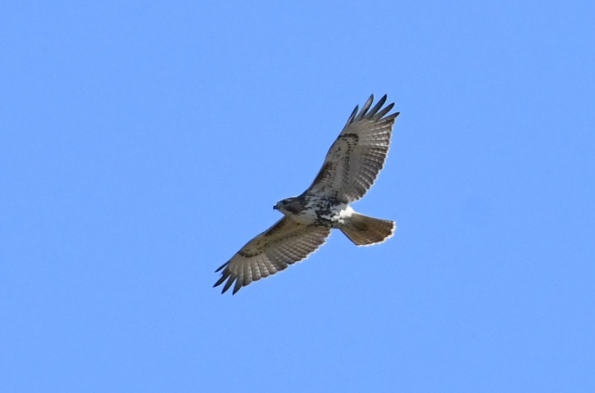 Red-tailed Hawk - ML73222771