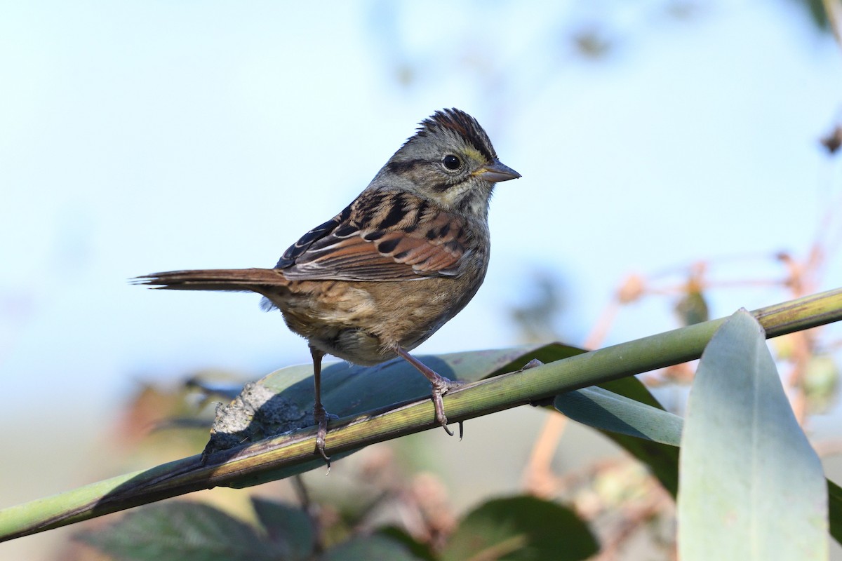 Swamp Sparrow - ML73222791