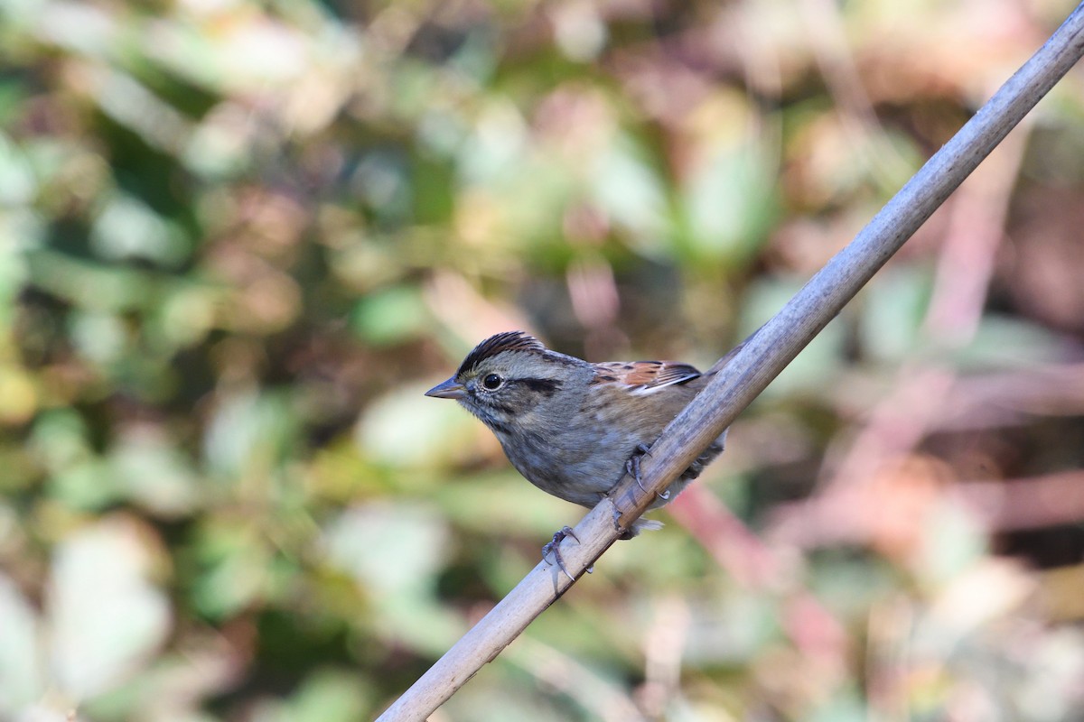 Swamp Sparrow - ML73222821