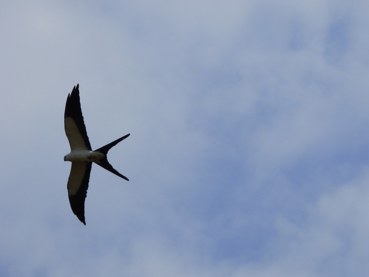 Swallow-tailed Kite - ML73222941