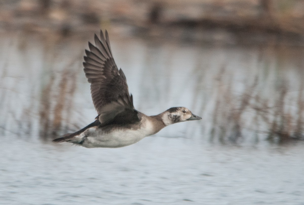 Long-tailed Duck - Eric Ripma