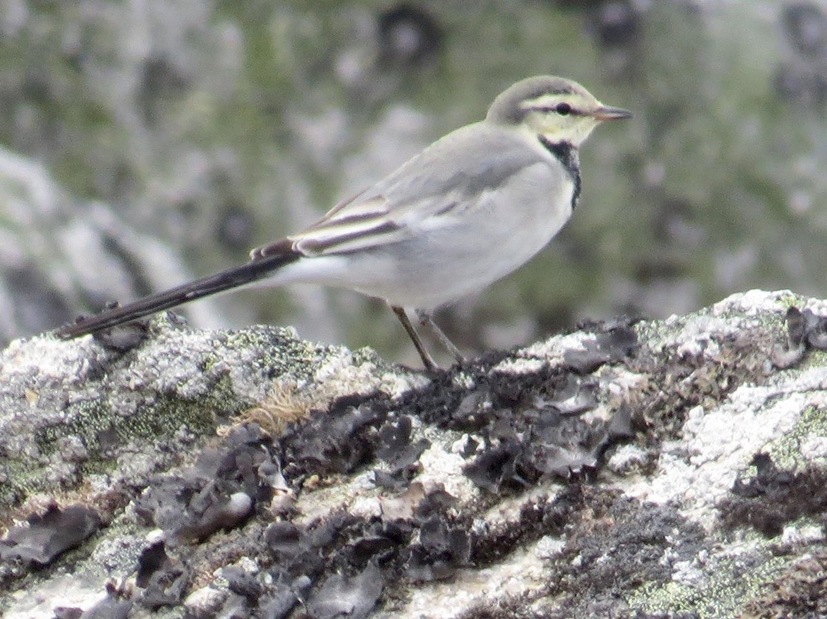 White Wagtail - Yve Morrell