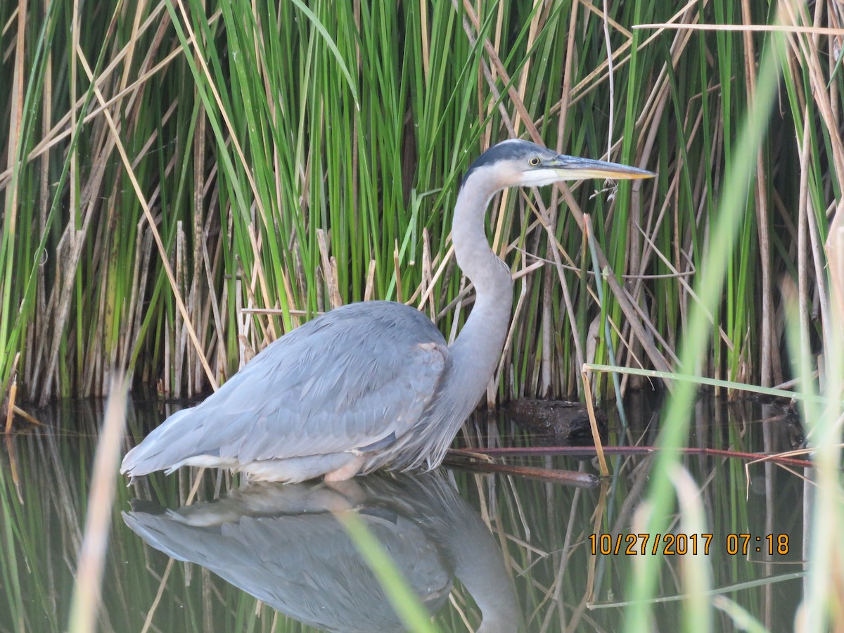 Great Blue Heron - Don Witter